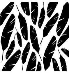 Black and white feathers background vector image