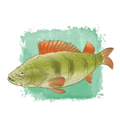 Download Fish vector