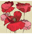 Poppy flowers vector image