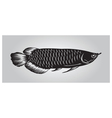 Arowana vector image