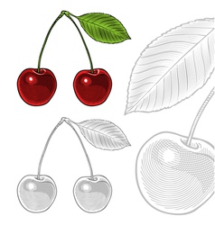 Sour cherry with leaf in vintage engraving style vector image