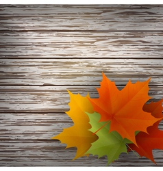 Autumn maple leaves vector image