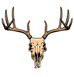Deer skull vector image