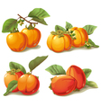 Set of ripe persimmon vector image