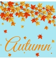Autumn leaves vector image