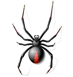 Black Widow spider vector image