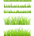 Green Grass vector image
