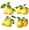 Set of ripe quinces vector image