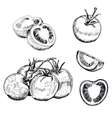 Ink tomatoes sketches set vector image
