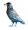 Beautiful raven Beautiful raven vector image