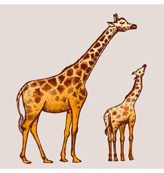 Giraffe vector image