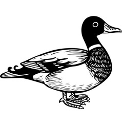 Duck vector image