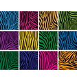 Colorful skin textures of zebra vector image