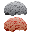 Human brains vector image
