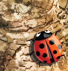 Lady bug vector image
