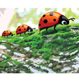 Lady bug2 vector image