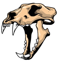 Tiger skull vector image