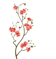 Cherry blossom branch abstract background Cherry blossom branch abstract background vector image