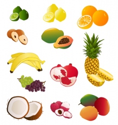 Indian fruit vector image