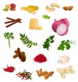 Indian produce vector image
