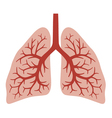 Human lungs vector image