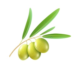 Green olives vector image