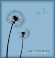 Dandelion vector image