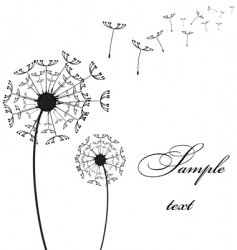 Two dandelion vector image