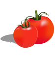 Tomatoes vector image
