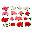 Roses graphics vector image