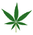 Cannabis leaf vector image