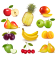 Fresh fruit vector image