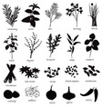 Set of Herbs and Spices vector image