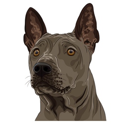 Thai ridgeback dog breed Thai ridgeback dog breed vector image