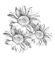 Sunflowers vector image