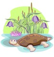 Cartoon tortoise vector image
