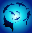 Shark and diver swimming with sharks vector image