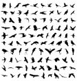 Bird silhouettes vector image