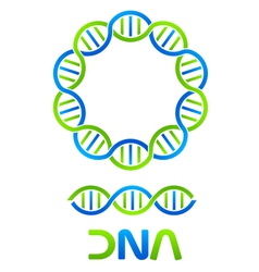 DNA Strand in circle and seamless string vector image