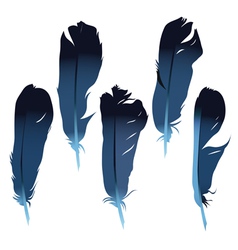 Feathers set vector image