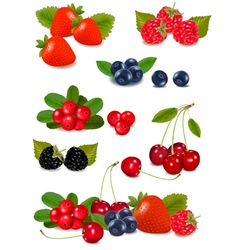 Big group of fresh berries vector image