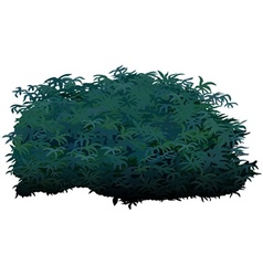 Shrub vector image