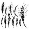 Rye wheat vector image