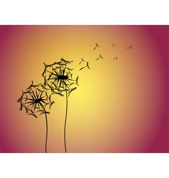 dandelion vector image