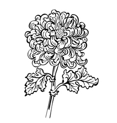 Chrysanthemum black and white vector image