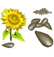 Seed of the sunflower vector image
