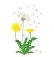 dandelion vector image