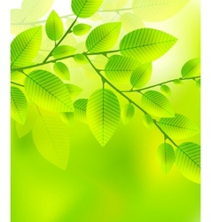 Fresh green leaves abstract background vector image