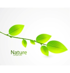 Fresh green leaves abstract background vector image