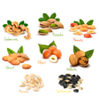 Mega collection of colorful nuts vector image